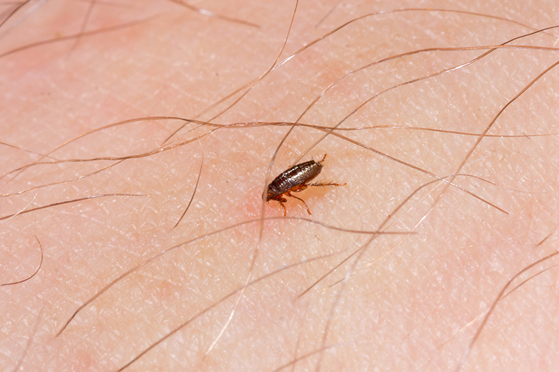 Flea Pest Control in Hounslow Greater London